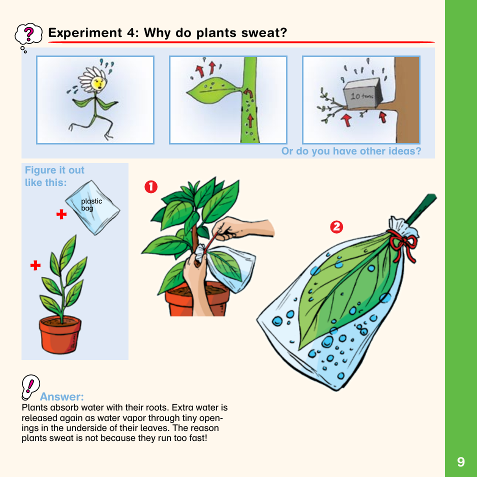 Experiment 4: why do plants sweat | Carolina Plant Science User Manual | Page 4 / 4