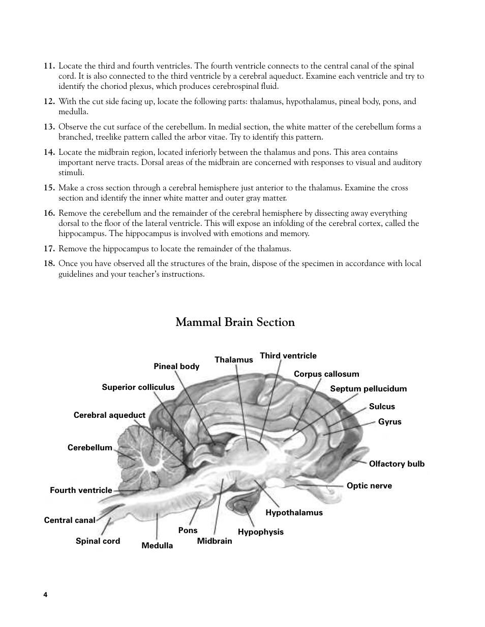 Carolina Mammal Brain Dissection Guide User Manual | Page 4 / 7