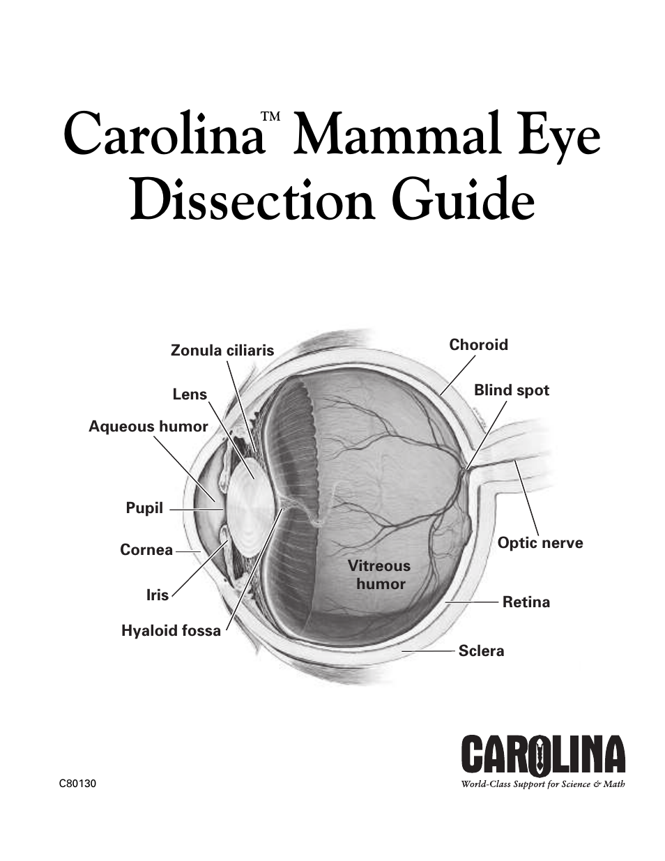 Carolina Mammal Eye Dissection Guide User Manual | 4 pages