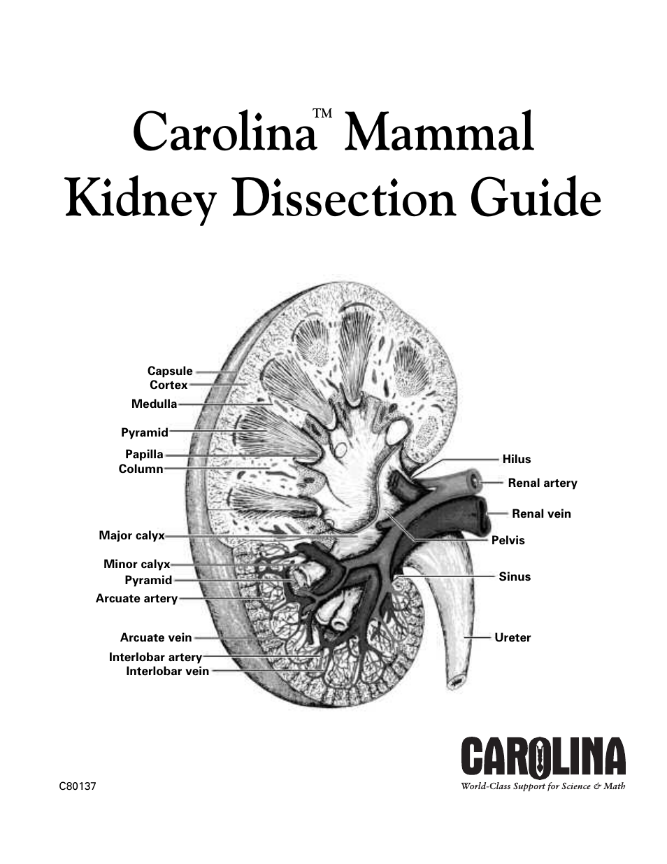 Carolina Mammal Kidney Dissection Guide User Manual | 4 pages