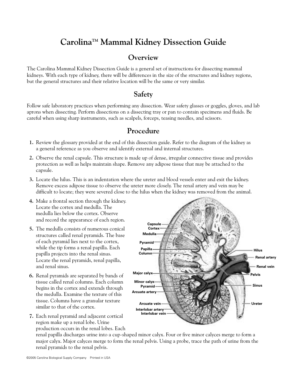 Carolina, Overview, Safety | Procedure | Carolina Mammal Kidney Dissection Guide User Manual | Page 2 / 4
