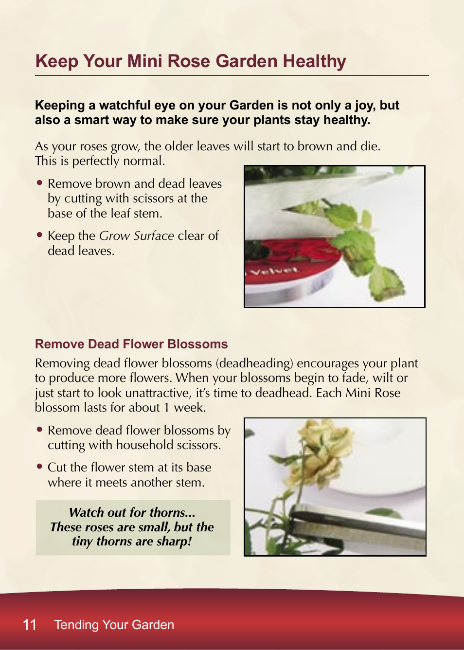 Keep your mini rose garden healthy | AeroGarden PRO100 User Manual | Page 12 / 24