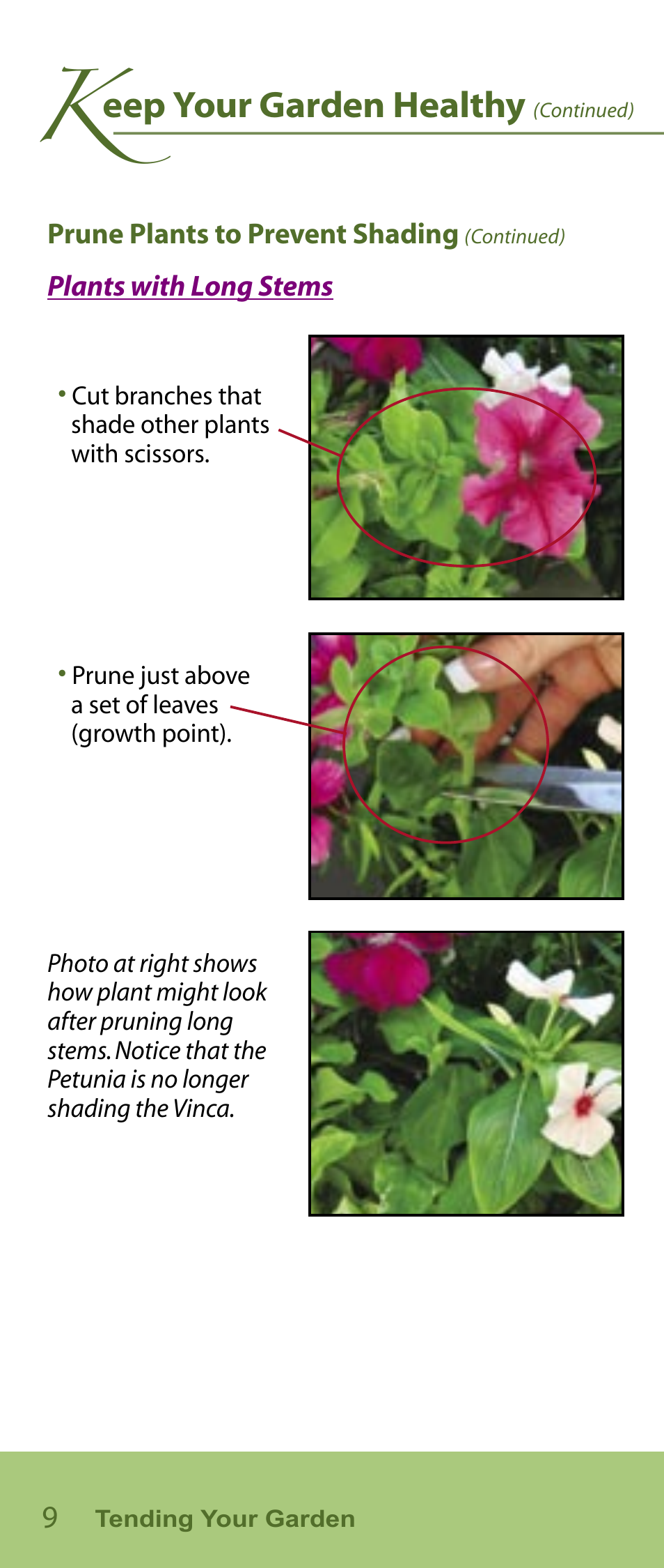 Eep your garden healthy | AeroGarden Flower Series User Manual | Page 10 / 22