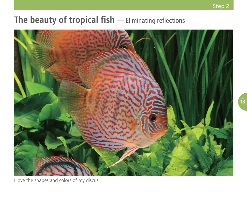 The beauty of tropical fish | Nikon Speedlight SB-700 User Manual | Page 14 / 24