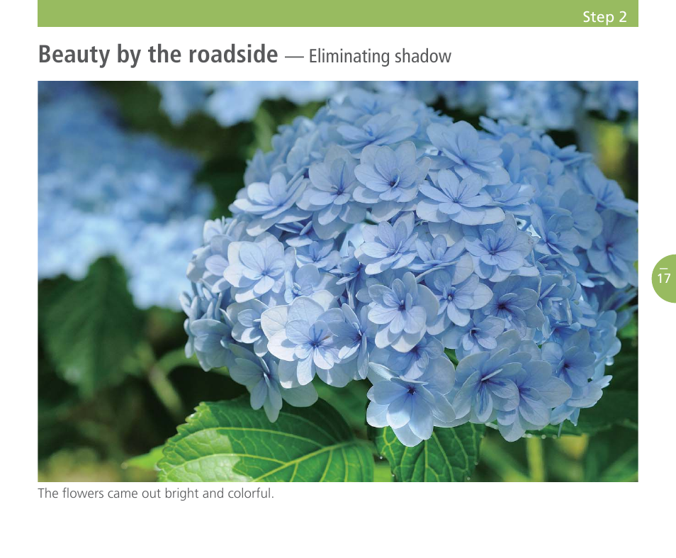 Beauty by the roadside | Nikon Speedlight SB-700 User Manual | Page 18 / 24