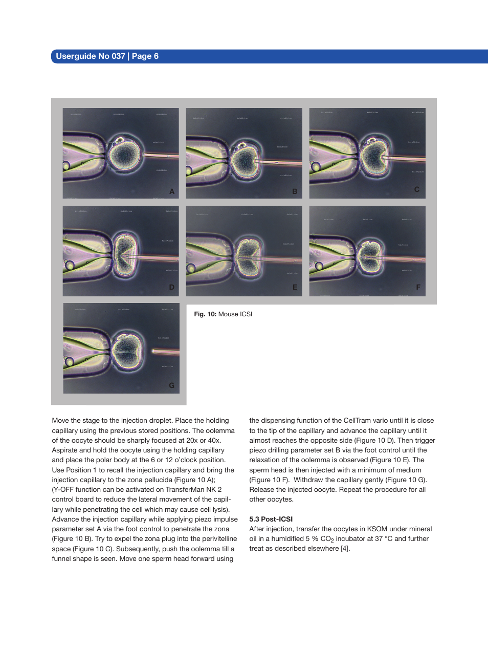 Eppendorf Piezo-actuated Mouse ICSI (intracytoplasmic sperm injection) User Manual | Page 6 / 8