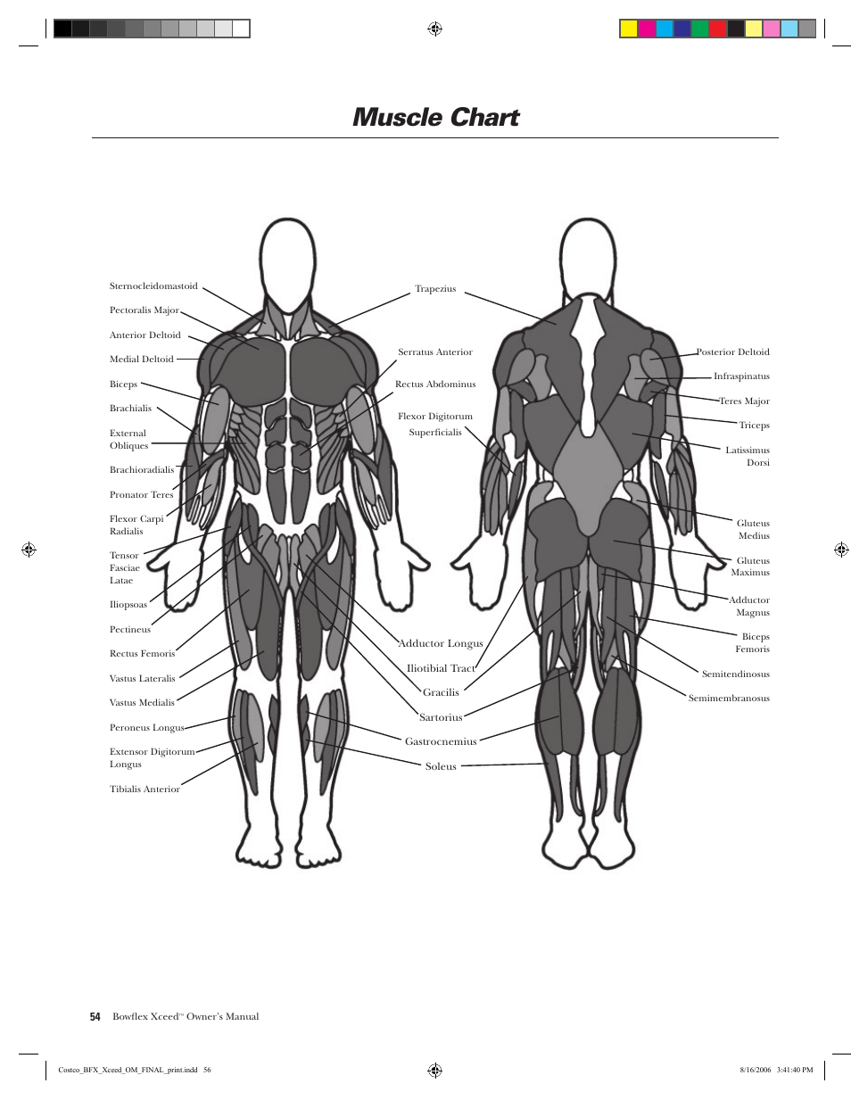 Muscle chart | Bowflex Xceed User Manual | Page 56 / 84