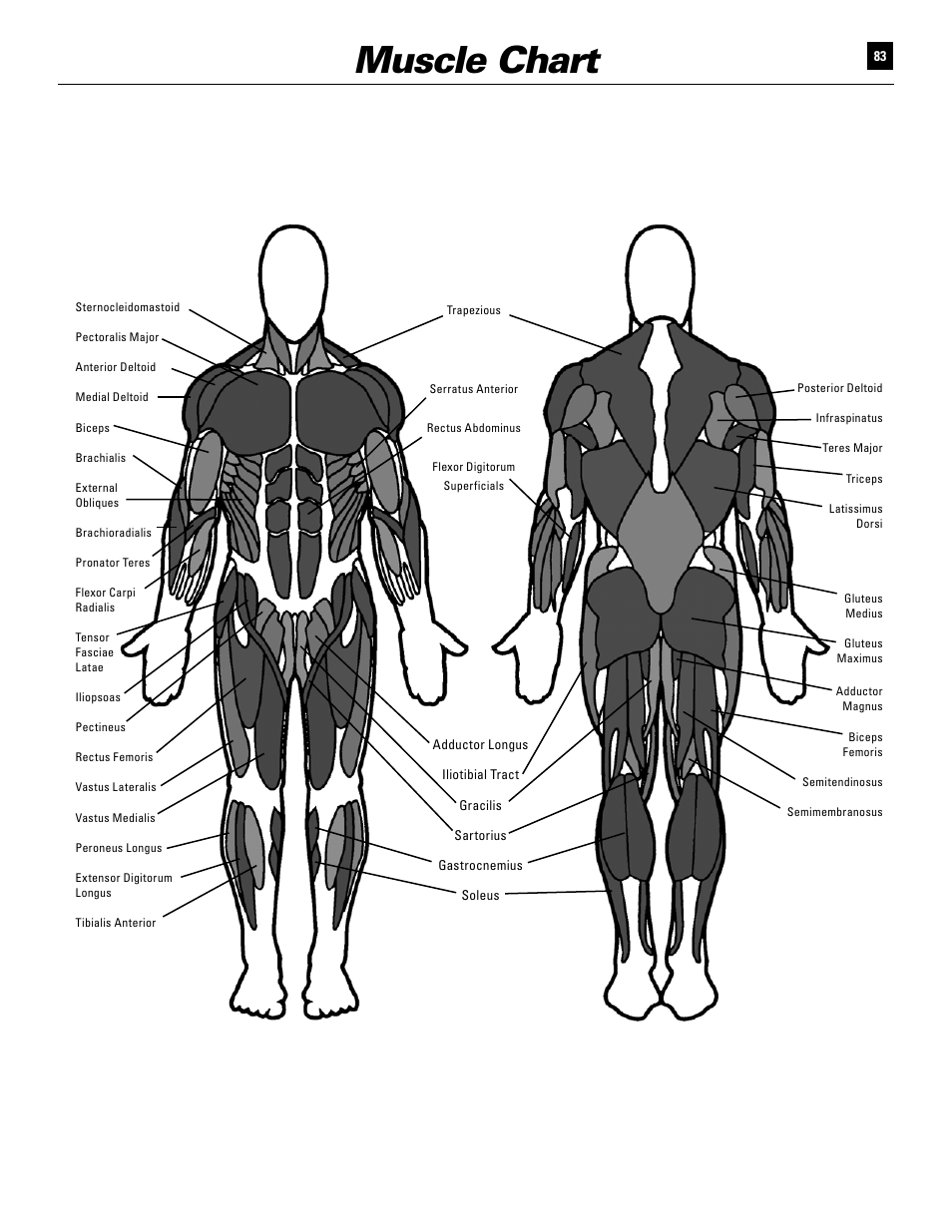 Muscle chart | Bowflex Ultimate User Manual | Page 83 / 110