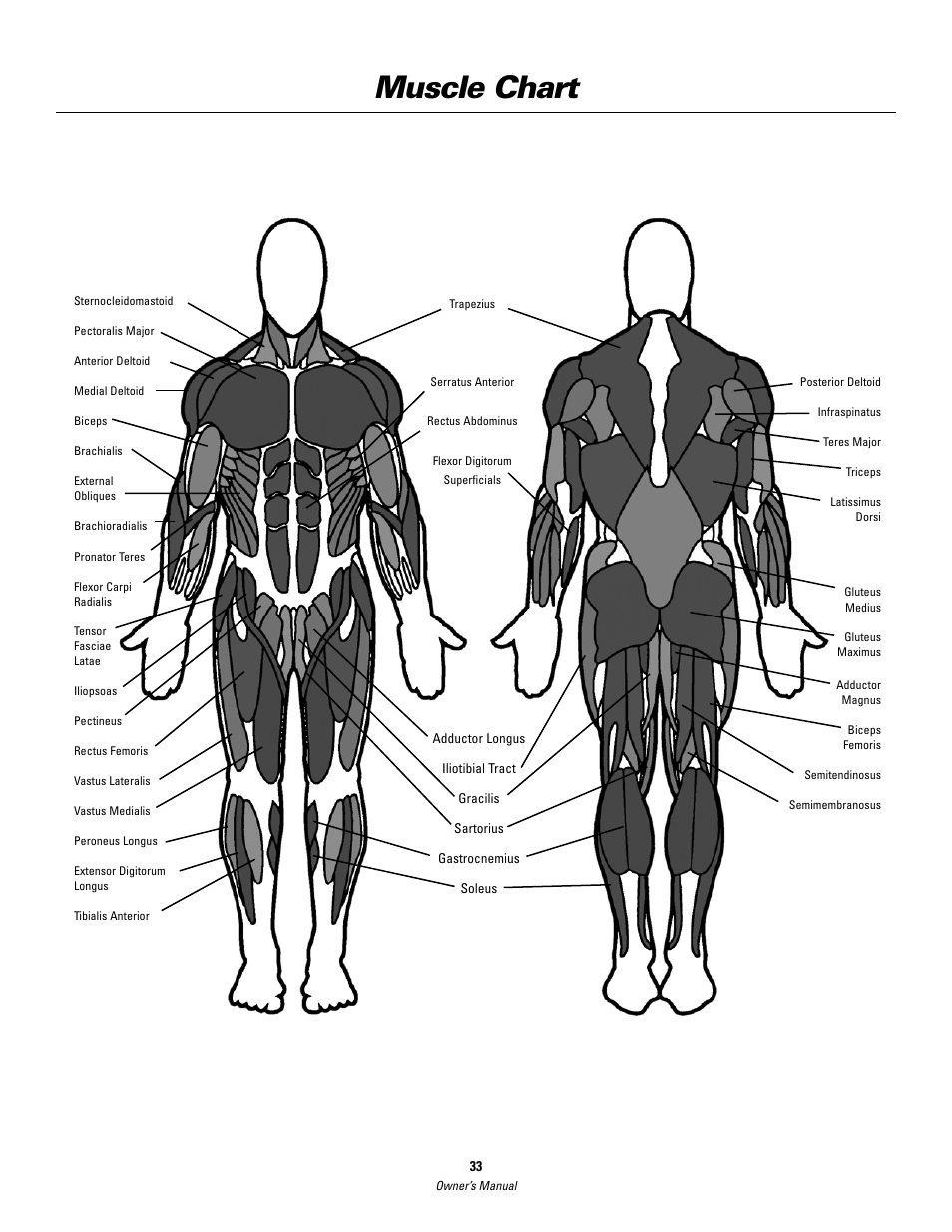 Muscle chart | Bowflex SelectTech BD552 Dumbbells Dumbbells and Stability Ball User Manual | Page 33 / 36
