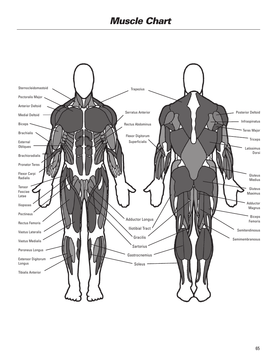 Muscle chart | Bowflex Elite™ Plus home gym User Manual | Page 89 / 94