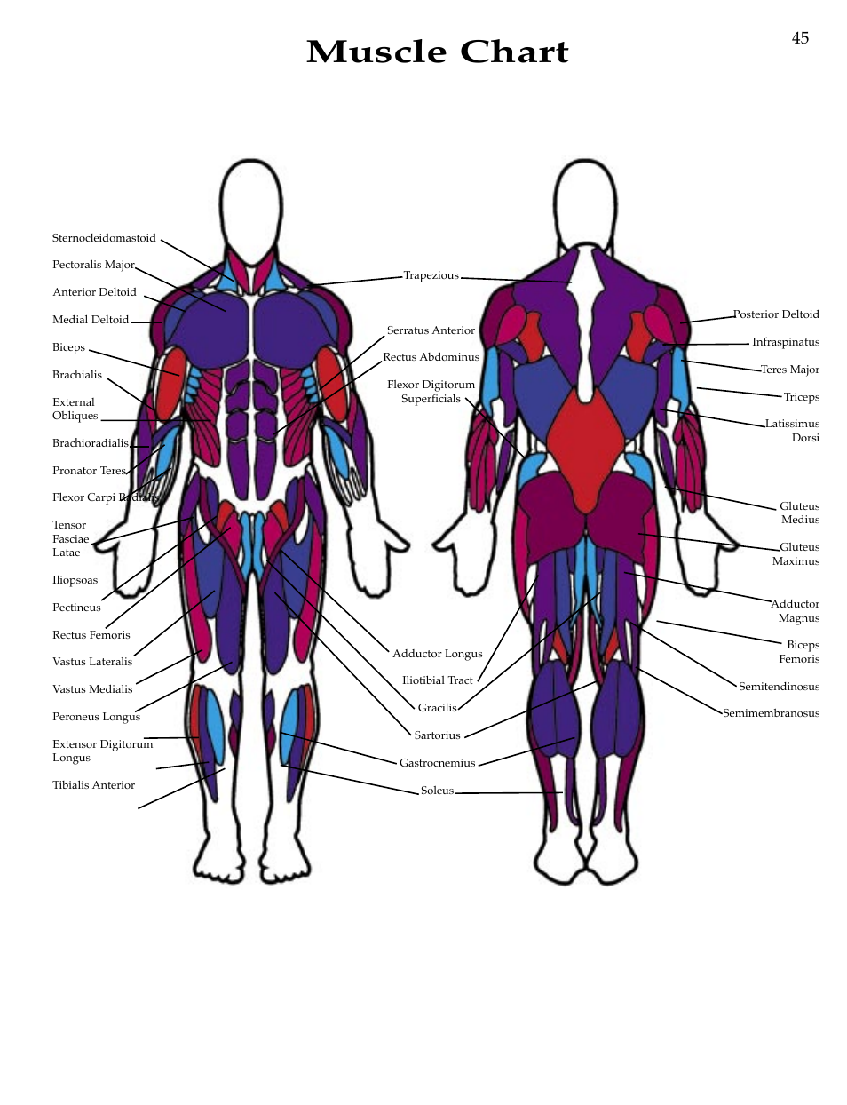 Muscle chart | Bowflex Motivator Strength Training System User Manual | Page 47 / 48