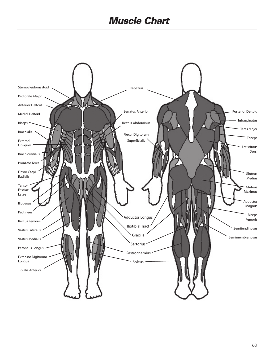 Muscle chart | Bowflex Elite™ home gym User Manual | Page 87 / 92