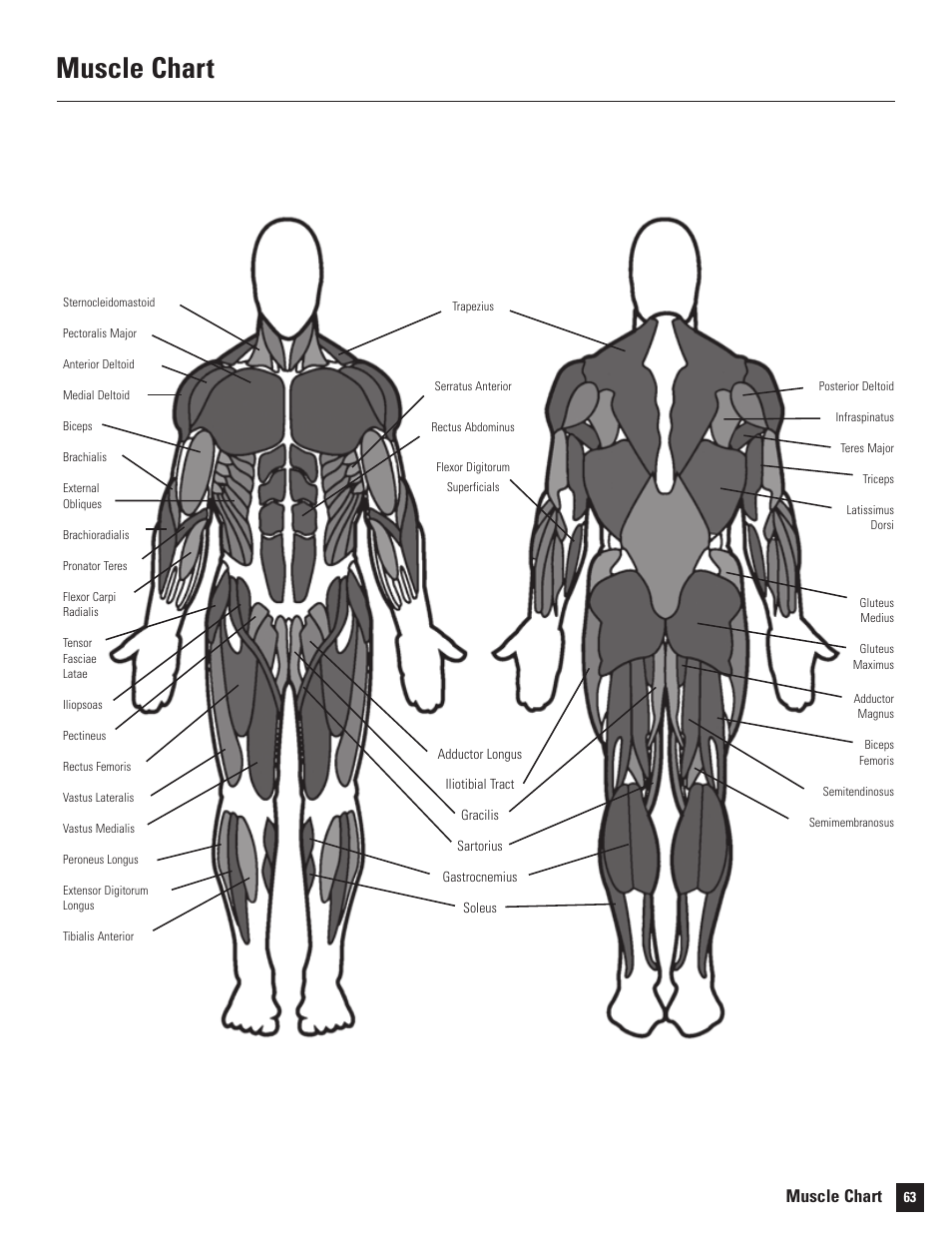 Muscle chart | Bowflex Motivator 2 User Manual | Page 65 / 66