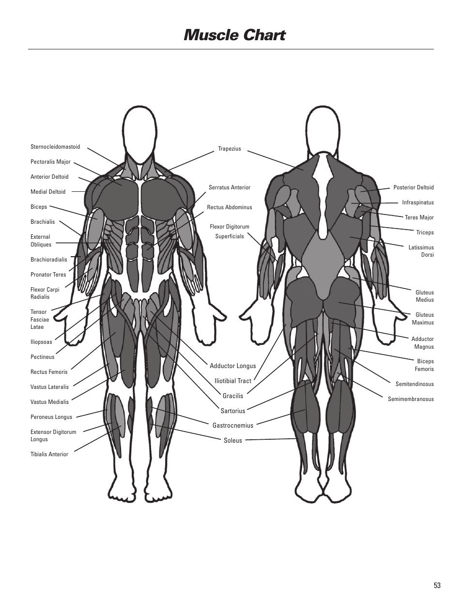 Muscle chart | Bowflex Blaze Home Gym User Manual | Page 53 / 80