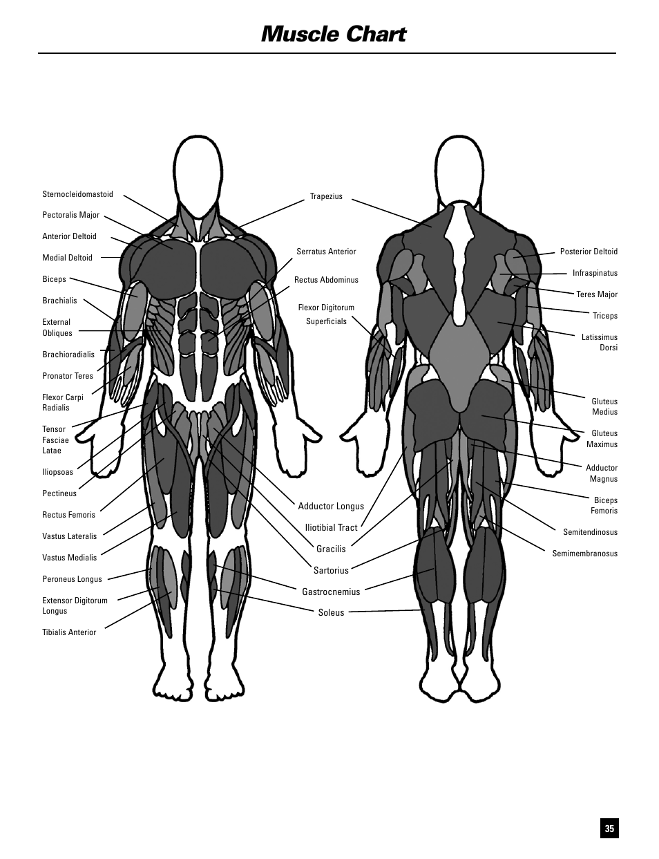 Muscle chart | Bowflex SelectTech BD1090 User Manual | Page 37 / 40