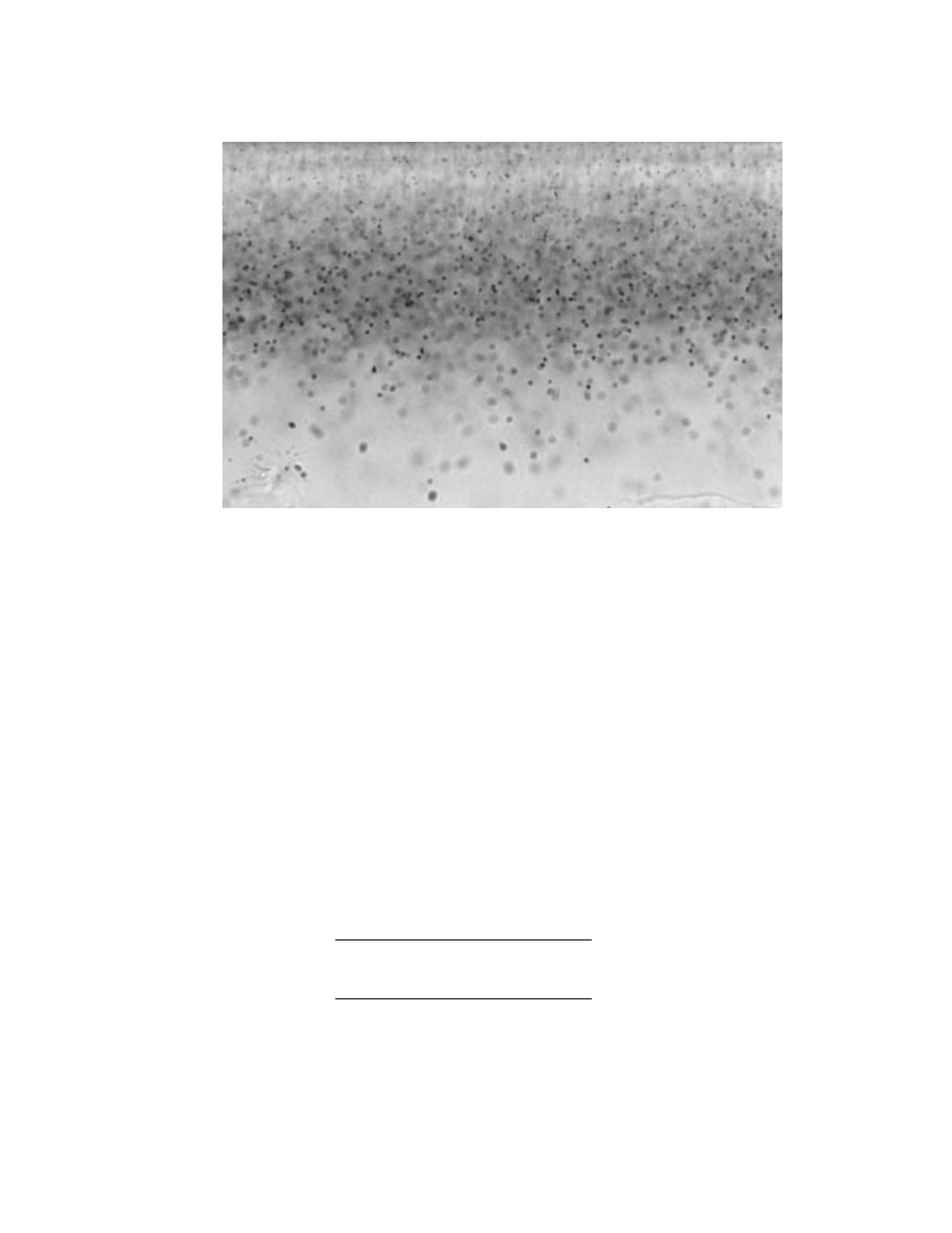 7 quantitation of dna in cartridges | Bio-Rad Helios® Gene Gun System User Manual | Page 49 / 52