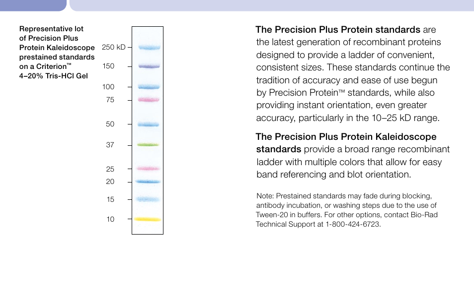 Bio-Rad Precision Plus Protein™ Prestained Standards User Manual | Page 2 / 3