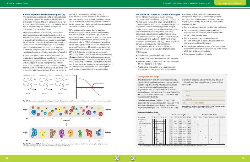 Protein separation by isoelectric point (pi), Ief media: ipg strips vs. carrier ampholytes, Readystrip ipg strips | Supplied commercially and ready to use, Prepared on a plastic backing to simplify handling | Bio-Rad GS-900™ Calibrated Densitometer User Manual | Page 19 / 72