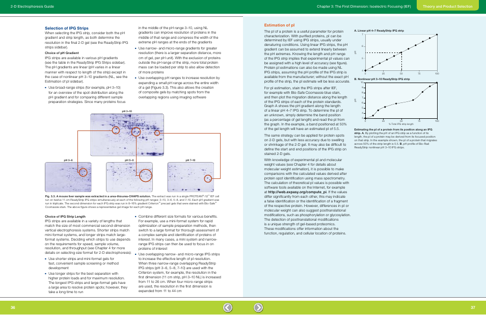 Selection of ipg strips, Choice of ph gradient, Choice of ipg strip length | Estimation of pl, Estimation of pi | Bio-Rad GS-900™ Calibrated Densitometer User Manual | Page 20 / 72