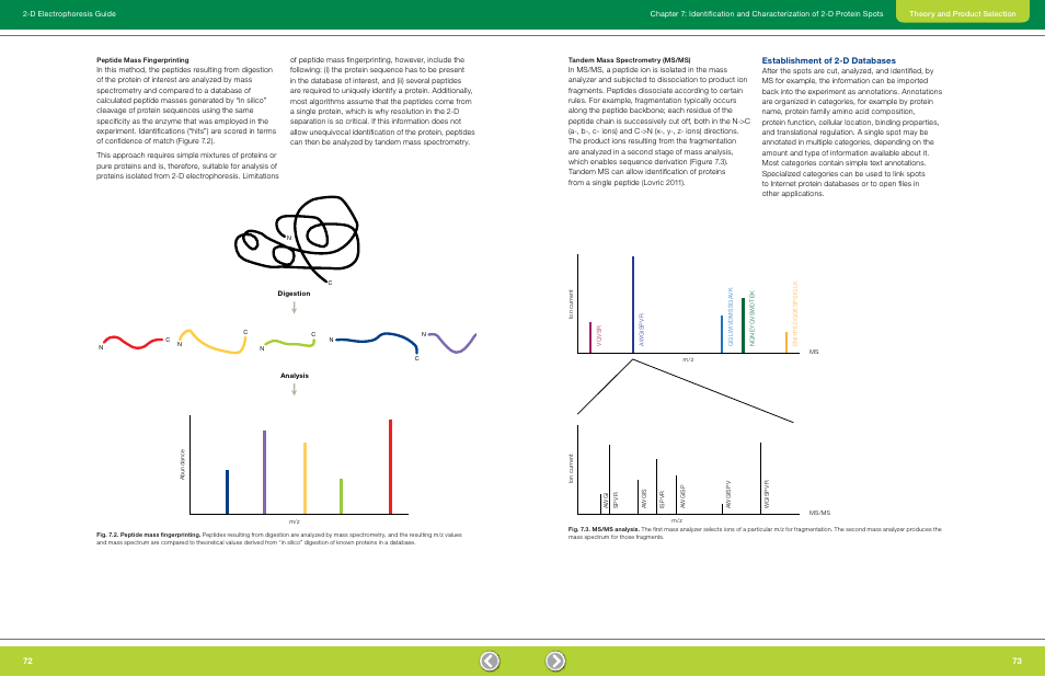 Peptide mass fingerprinting, Tandem mass spectrometry (ms/ms), Establishment of 2-d databases | Bio-Rad GS-900™ Calibrated Densitometer User Manual | Page 38 / 72