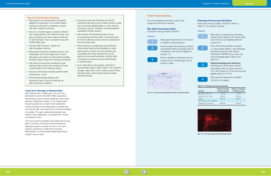 Tips for total protein staining, Long-term storage of stained gels, Total protein staining | Bio-safe coomassie stain, Flamingo fluorescent gel stain | Bio-Rad GS-900™ Calibrated Densitometer User Manual | Page 53 / 72