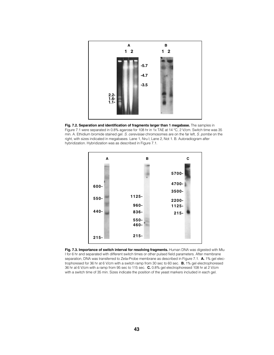 Bio-Rad CHEF Mapper® XA System User Manual | Page 47 / 74