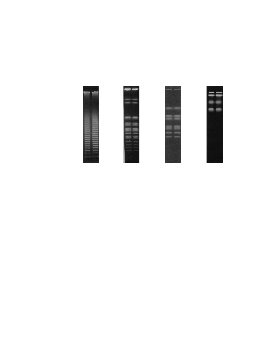 4 dna size standards, 5 electrophoresis | Bio-Rad CHEF-DR II System User Manual | Page 25 / 46