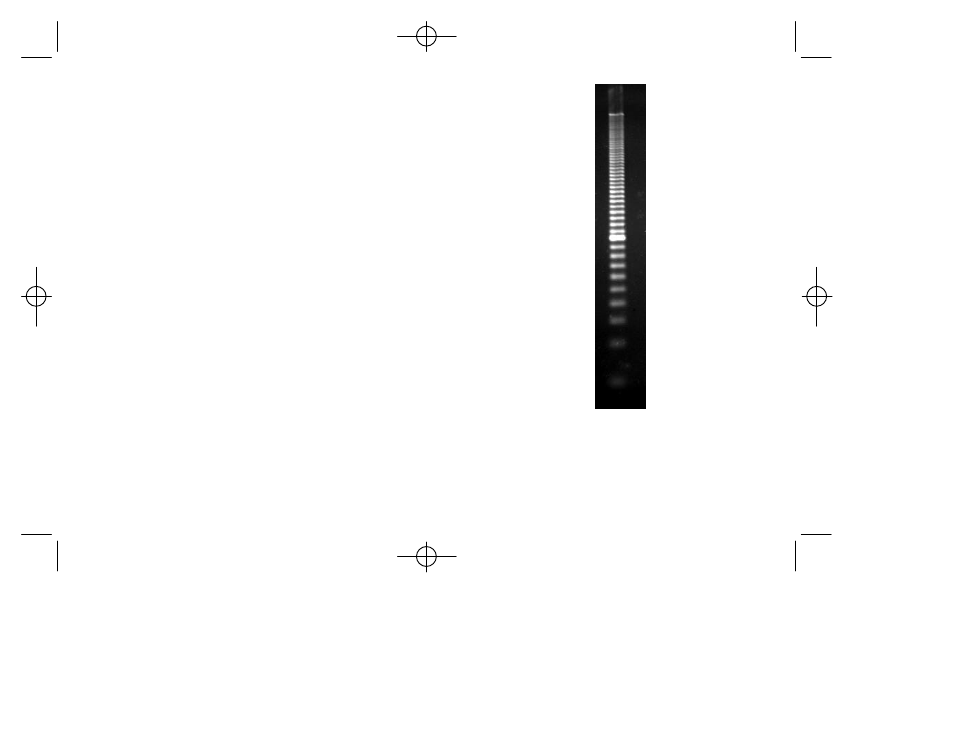 Ez load 20 bp molecular ruler | Bio-Rad Molecular Mass Rulers User Manual | Page 3 / 9