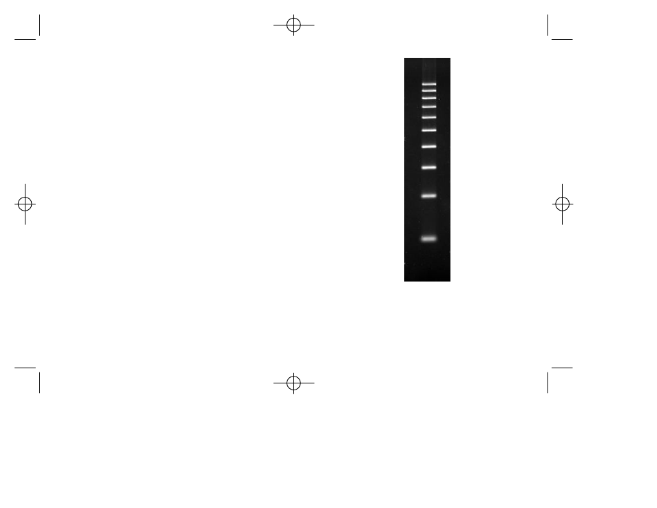 Ez load 100 bp molecular ruler | Bio-Rad Molecular Mass Rulers User Manual | Page 4 / 9