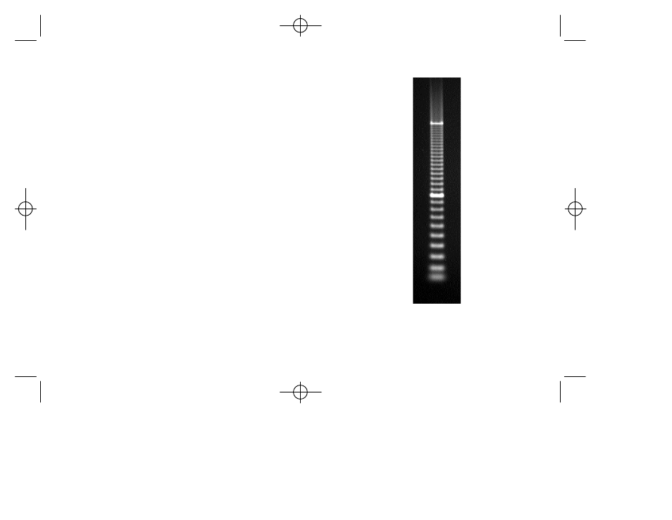 Ez load 100 bp pcr molecular ruler | Bio-Rad Molecular Mass Rulers User Manual | Page 5 / 9