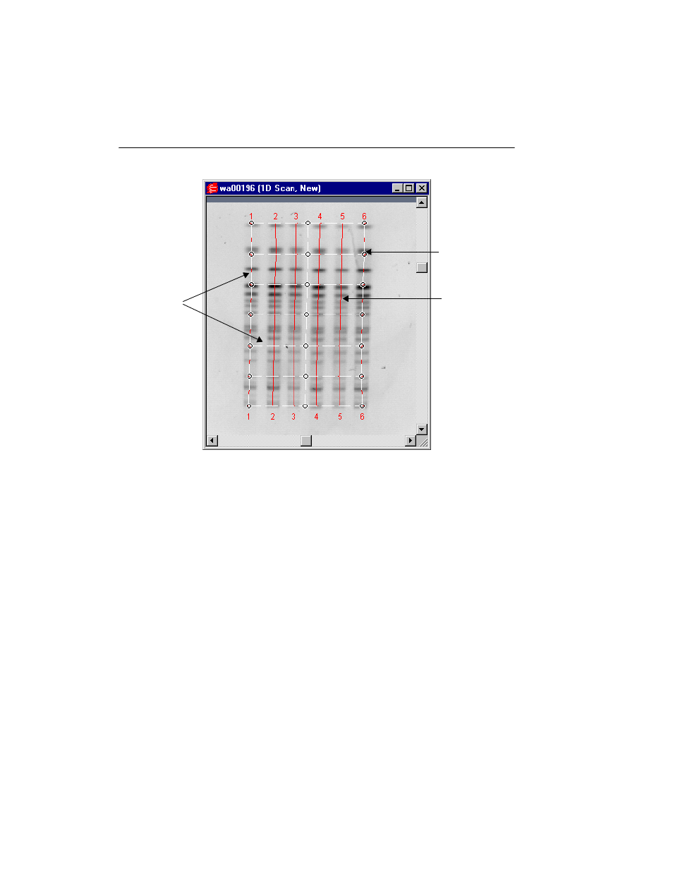 A lane frames | Bio-Rad Quantity One 1-D Analysis Software User Manual | Page 99 / 444