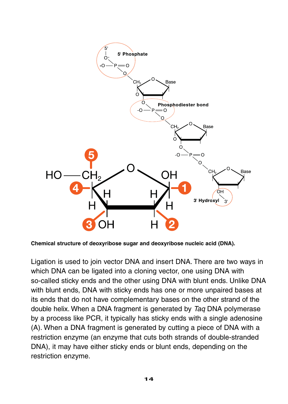 Bio-Rad Ligation and Transformation Module User Manual | Page 18 / 60