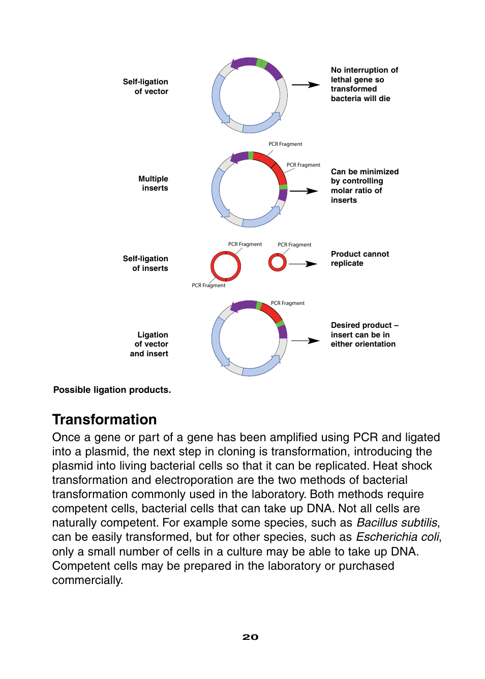 Transformation | Bio-Rad Ligation and Transformation Module User Manual | Page 24 / 60