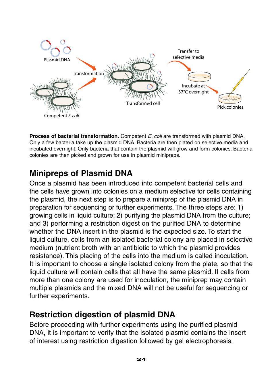 Minipreps of plasmid dna, Restriction digestion of plasmid dna | Bio-Rad Ligation and Transformation Module User Manual | Page 28 / 60