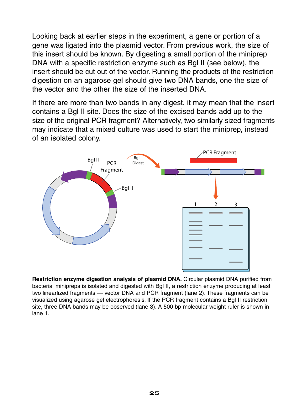 Bio-Rad Ligation and Transformation Module User Manual | Page 29 / 60