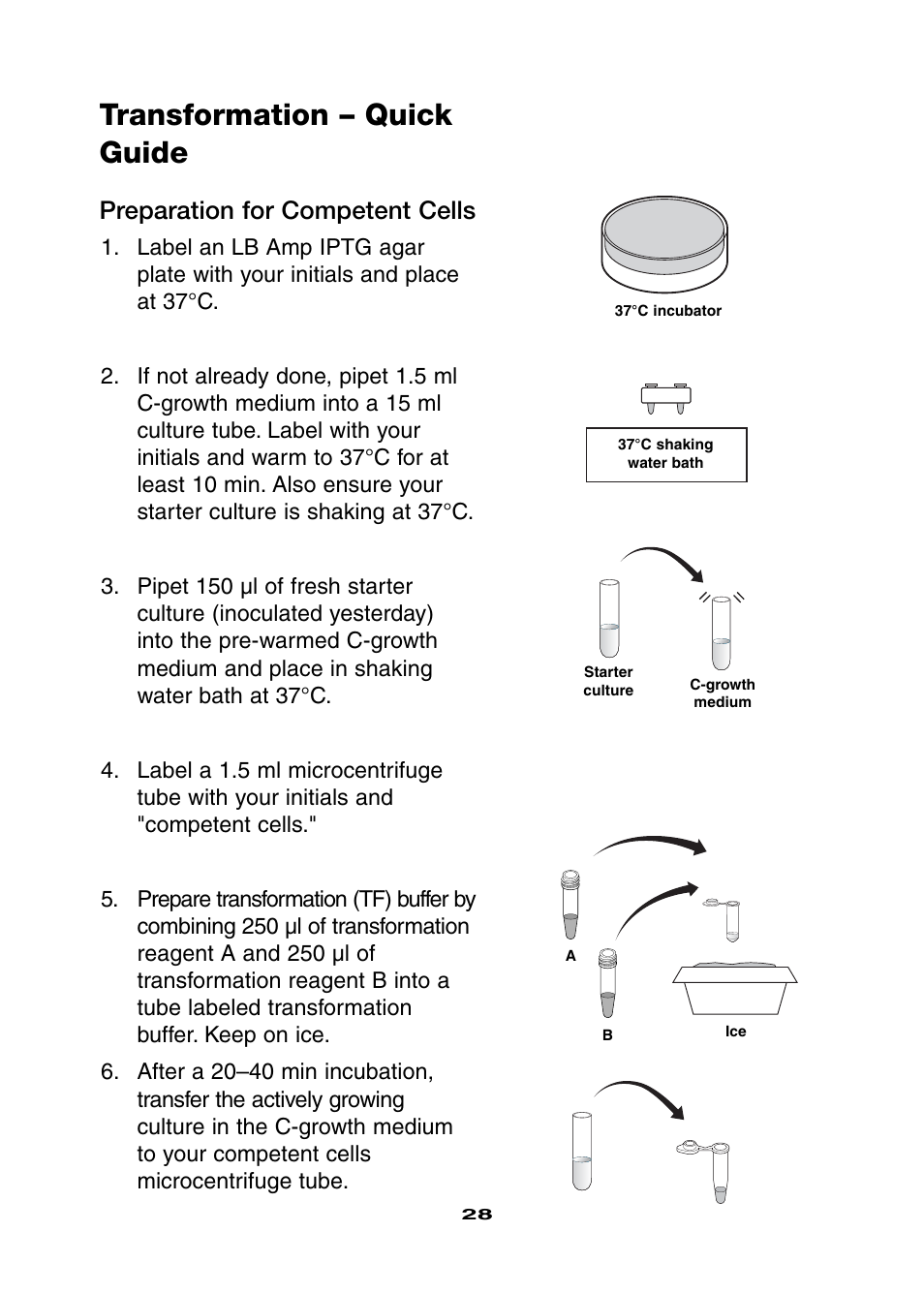 Transformation – quick guide, Preparation for competent cells | Bio-Rad Ligation and Transformation Module User Manual | Page 32 / 60