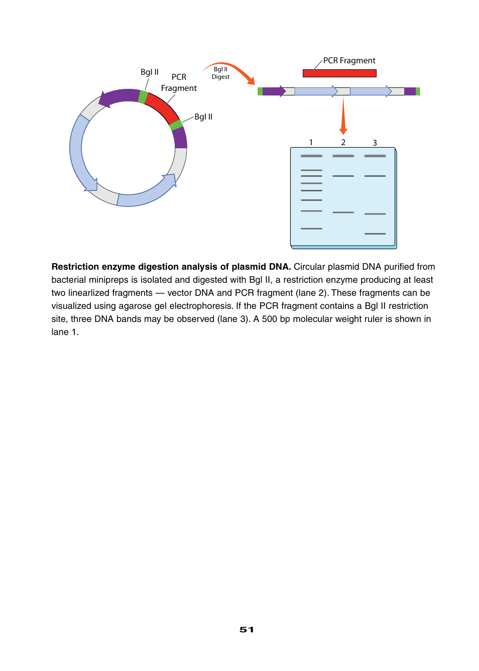 Bio-Rad Ligation and Transformation Module User Manual | Page 55 / 60