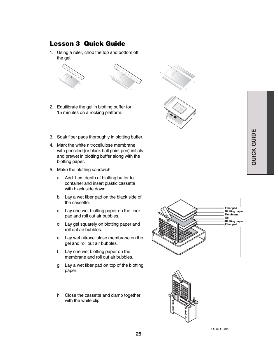 Lesson 3 quick guide | Bio-Rad Comparative Proteomics Kit II: Western Blot Module User Manual | Page 5 / 9