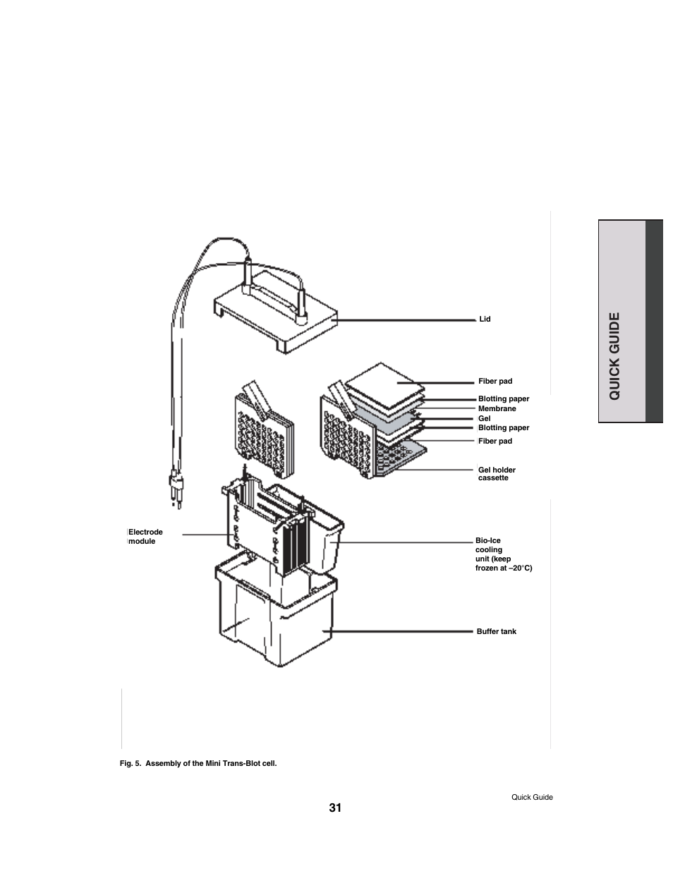 Quick guide | Bio-Rad Comparative Proteomics Kit II: Western Blot Module User Manual | Page 7 / 9