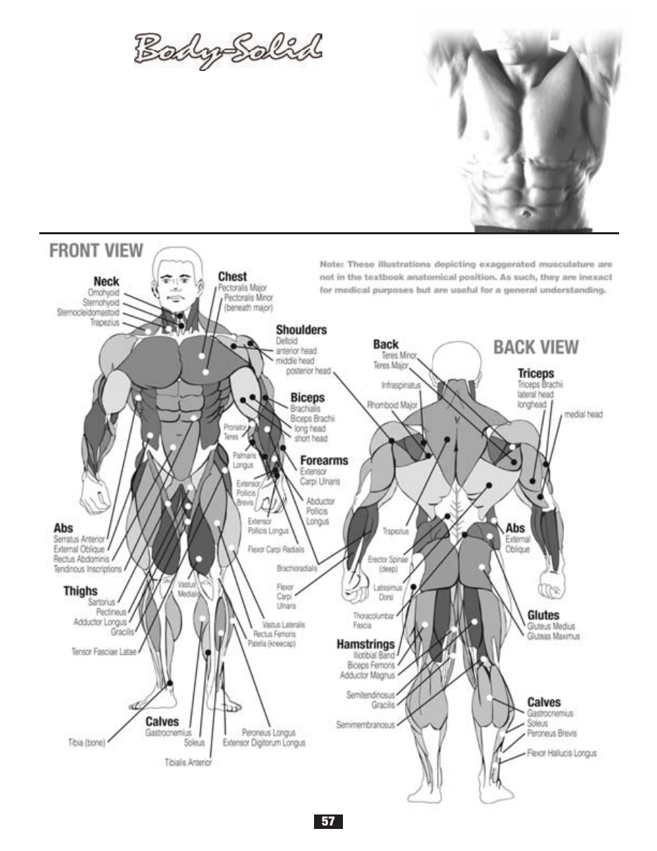 Chart, Anatomy | Body Solid G2B User Manual | Page 57 / 86