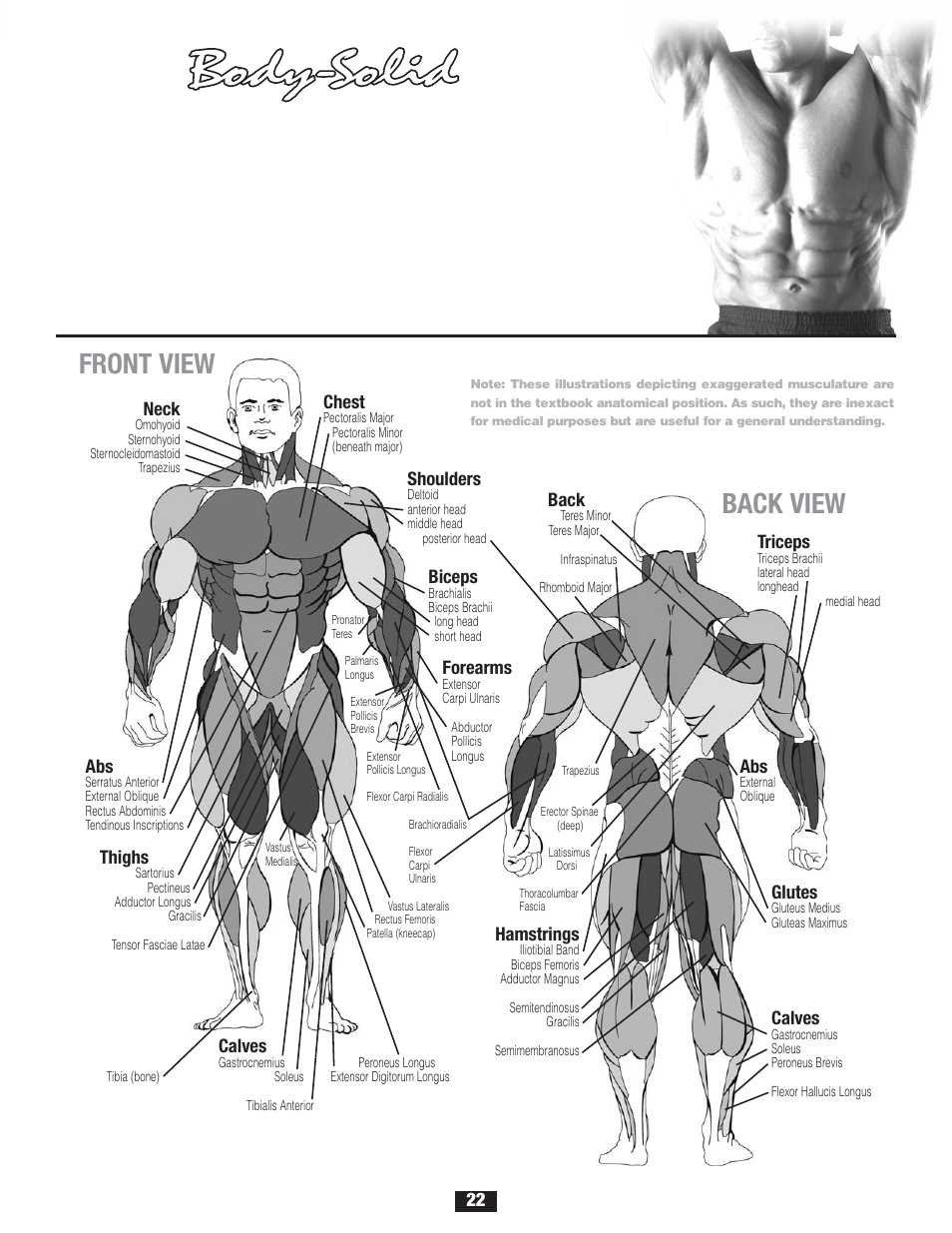 A n atomy, Front view, Back view | Body Solid FID 46 User Manual | Page 23 / 46