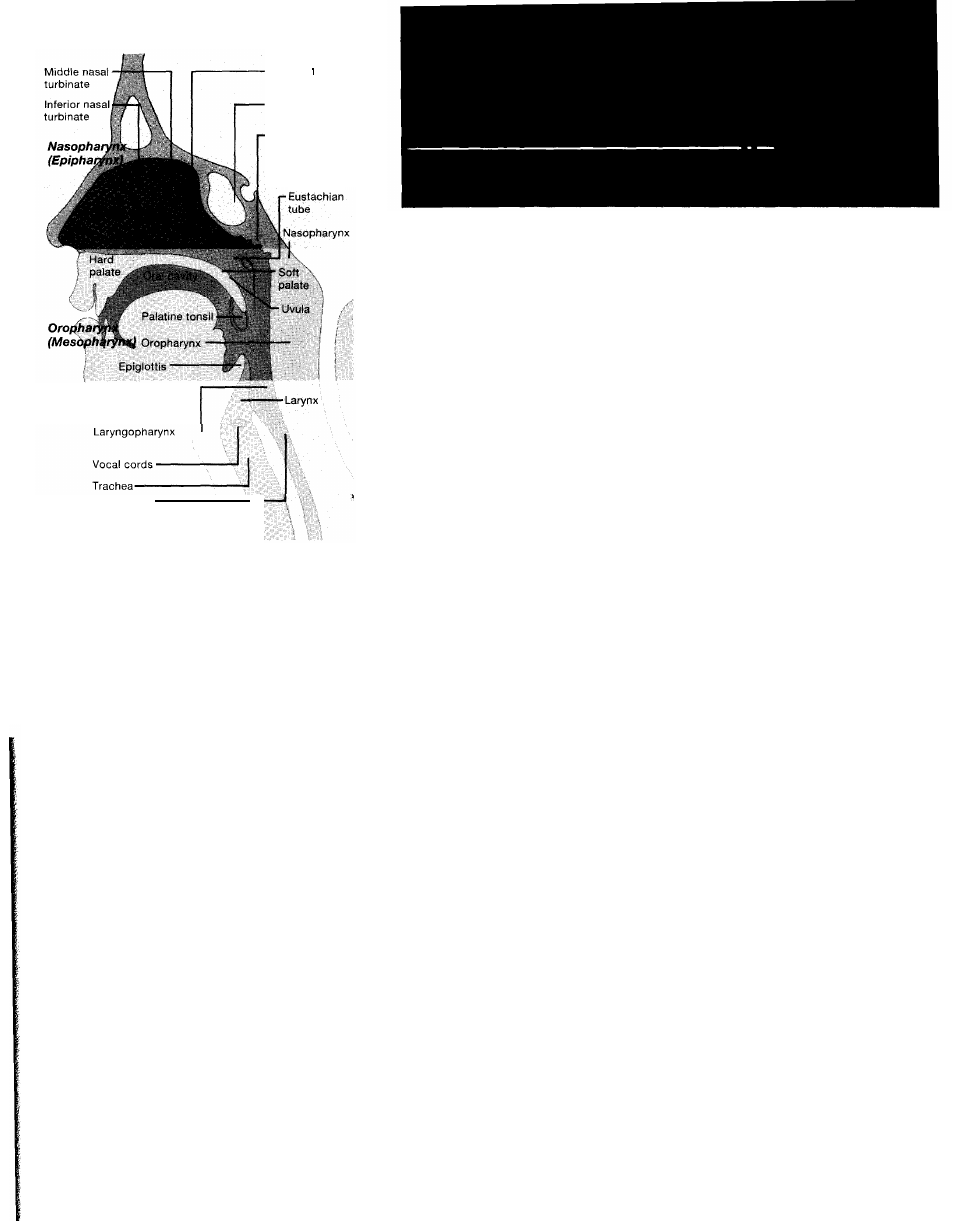 Welch Allyn Illuminators and Transilluminators - User Manual User Manual | Page 5 / 12