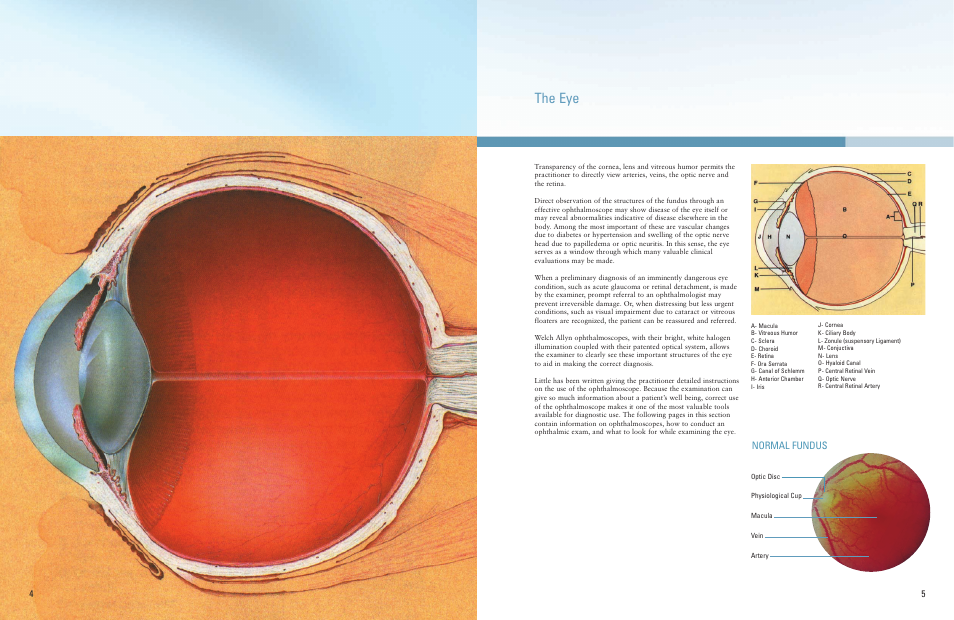 The eye, Normal fundus | Welch Allyn A Guide To The Use Of Diagnostic Instruments In Eye And Ear Examinations - Quick Reference Guide User Manual | Page 3 / 16