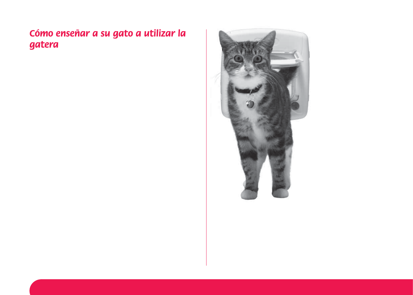 Cómo enseñar a su gato a utilizar la gatera | Petsafe Magnetic 4-Way Locking Cat Flap User Manual | Page 47 / 52