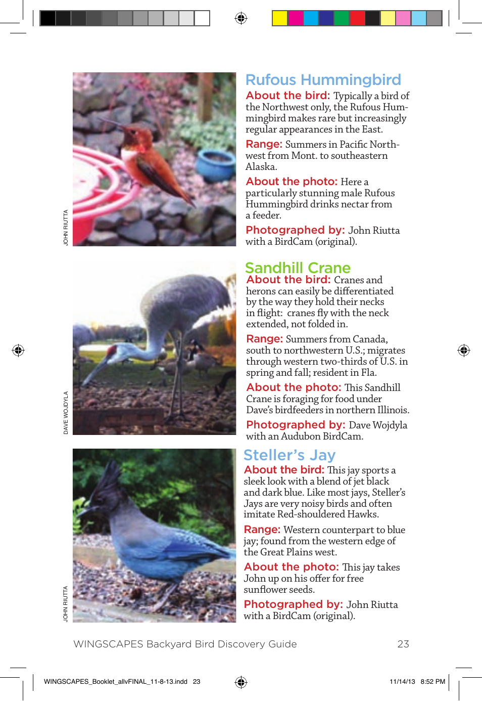 Rufous hummingbird sandhill crane steller’s jay | Wingscapes Birdcam Discovery Guide User Manual | Page 25 / 40