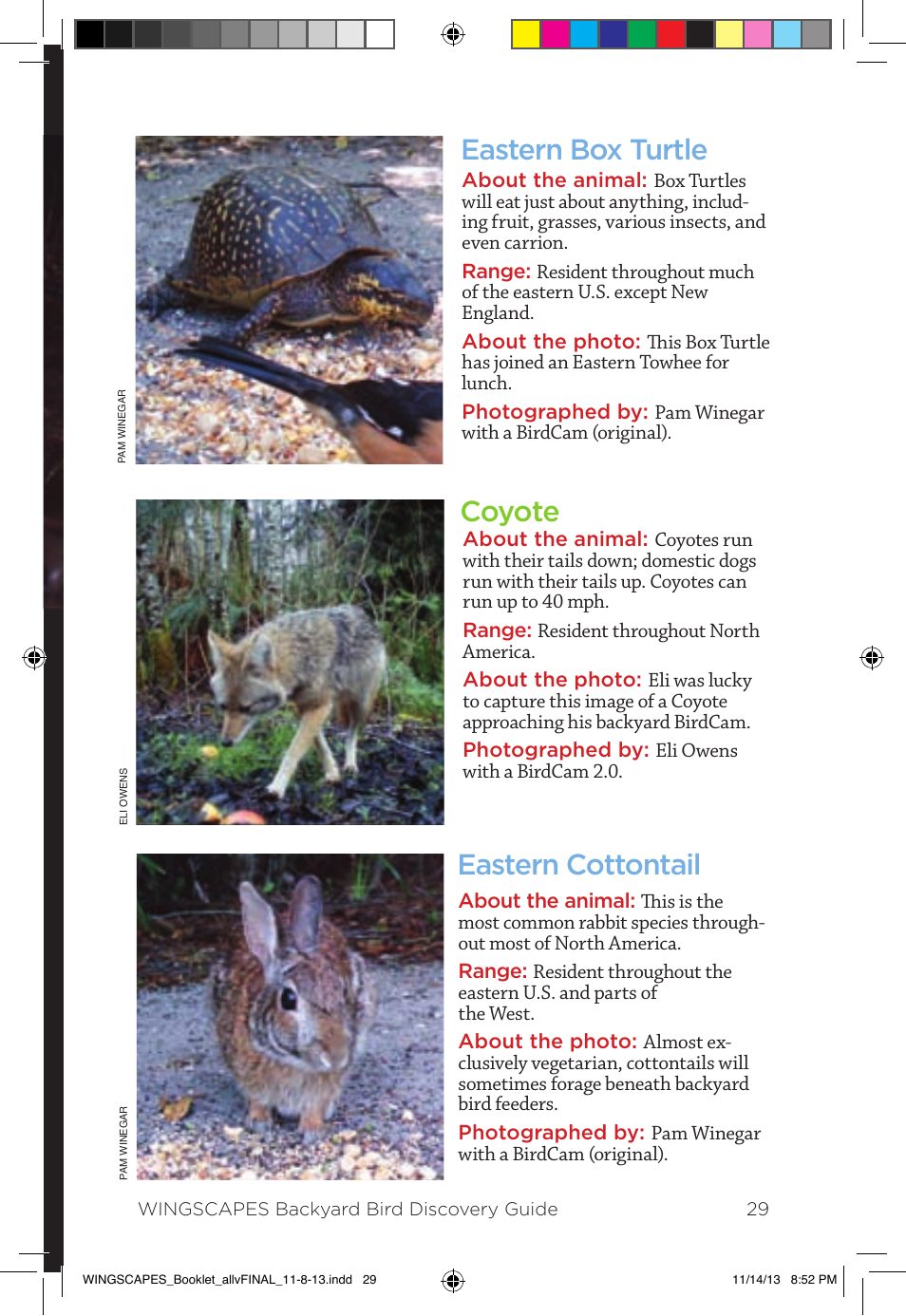 Other wingscapes wildlife, Eastern box turtle coyote eastern cottontail | Wingscapes Birdcam Discovery Guide User Manual | Page 31 / 40