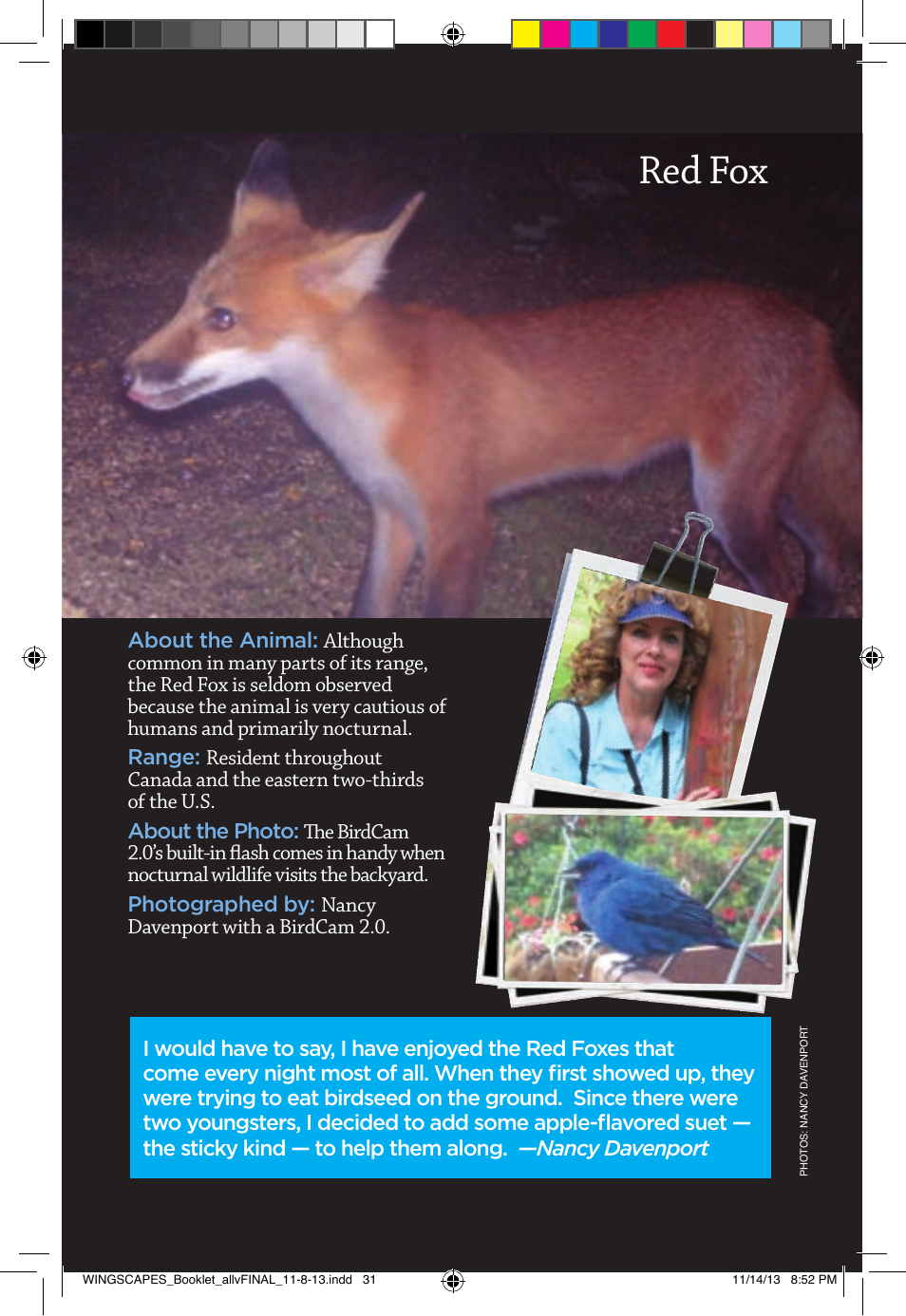 Red fox | Wingscapes Birdcam Discovery Guide User Manual | Page 33 / 40