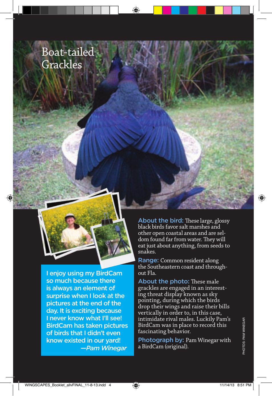 Boat-tailed grackles | Wingscapes Birdcam Discovery Guide User Manual | Page 6 / 40