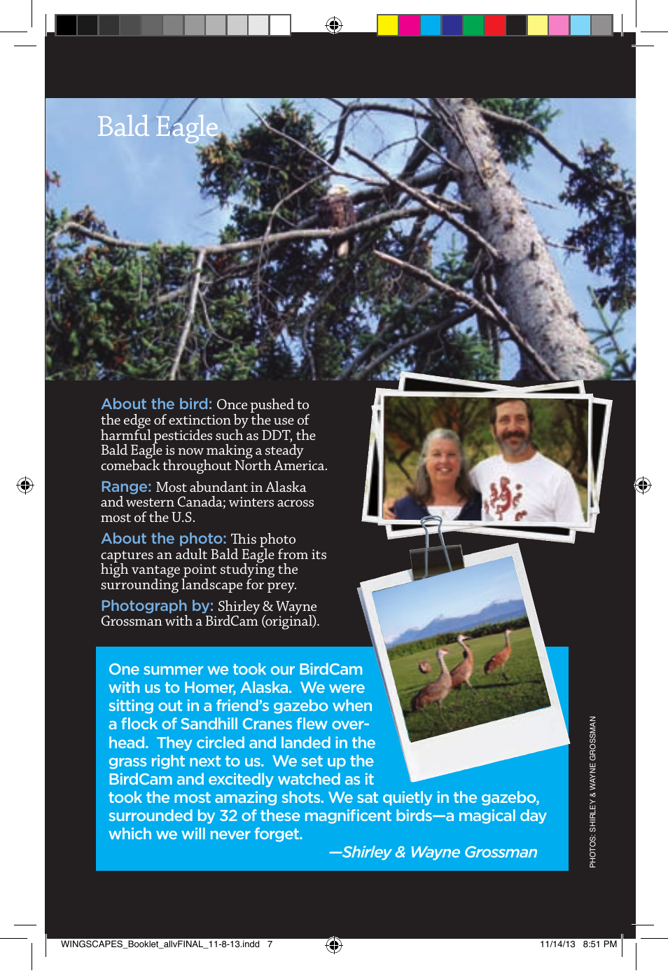 Bald eagle | Wingscapes Birdcam Discovery Guide User Manual | Page 9 / 40