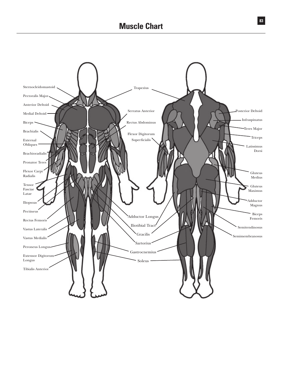 Muscle chart | Bowflex Xtreme User Manual | Page 85 / 90